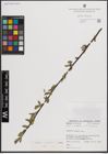 Foto von Salix excelsa S. G. Gmel.
